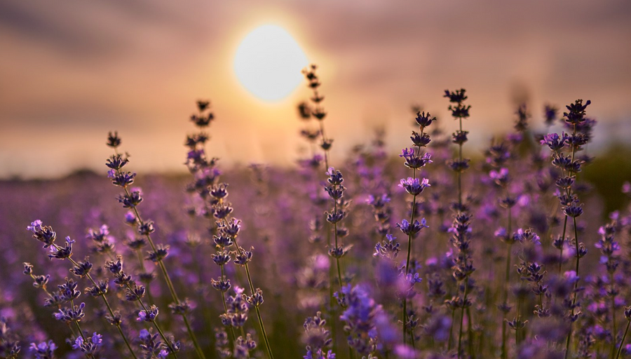 The Magic of Hydrolats: Nature’s Gentle Elixirs