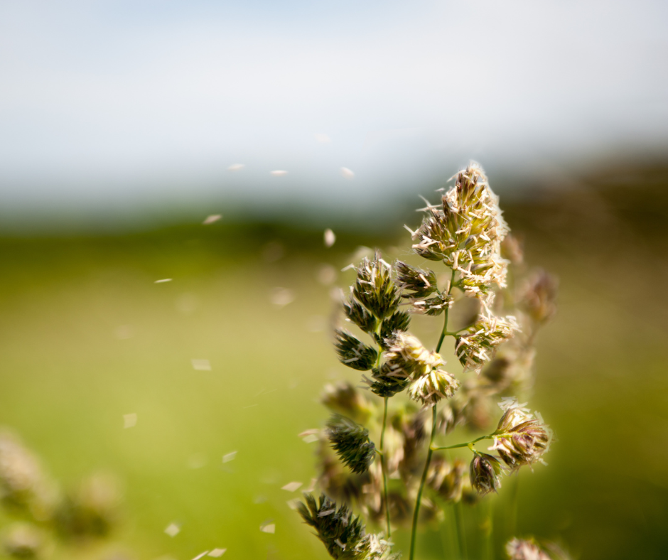Natural Relief: Using SoBotanical Aromatherapy Oils for Allergy Season