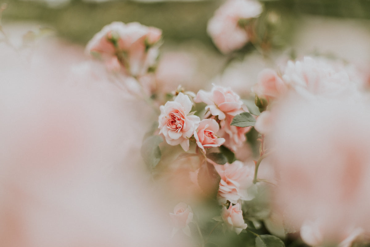 10 Sensual Essential Oils and Blends for Aphrodisiac Aromatherapy