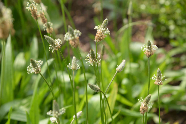 Harnessing the Healing Power of Herbs and Weeds Right in Front of Us