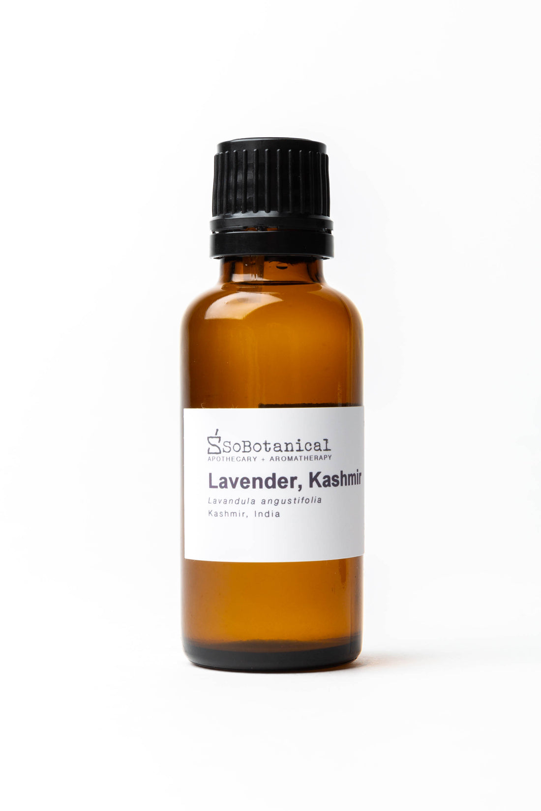 Kashmir Lavender